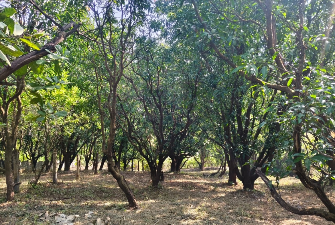 24 Guntha Fruit Plot in Neral | Farmhouse Investment Opportunity