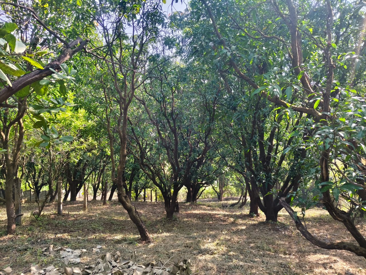 24 Guntha Fruit Plot in Neral | Farmhouse Investment Opportunity