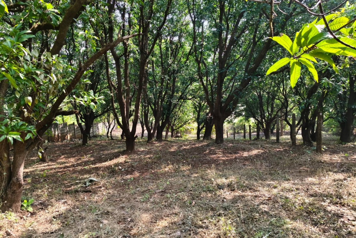 24 Guntha Fruit Plot in Neral | Farmhouse Investment Opportunity