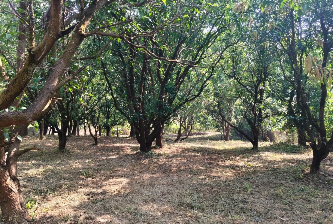 24 Guntha Fruit Plot in Neral | Farmhouse Investment Opportunity