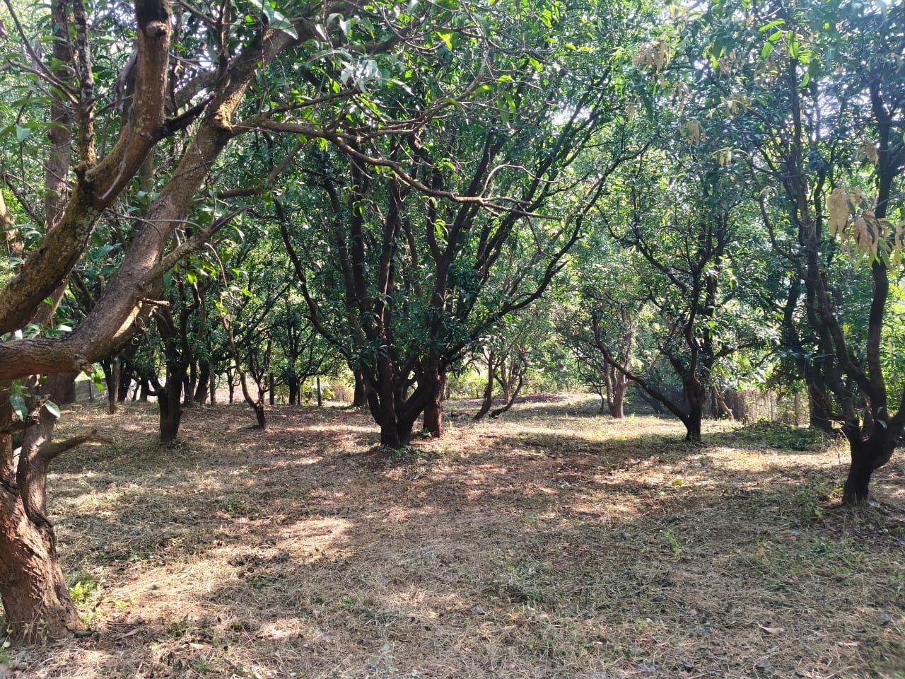 24 Guntha Fruit Plot in Neral | Farmhouse Investment Opportunity