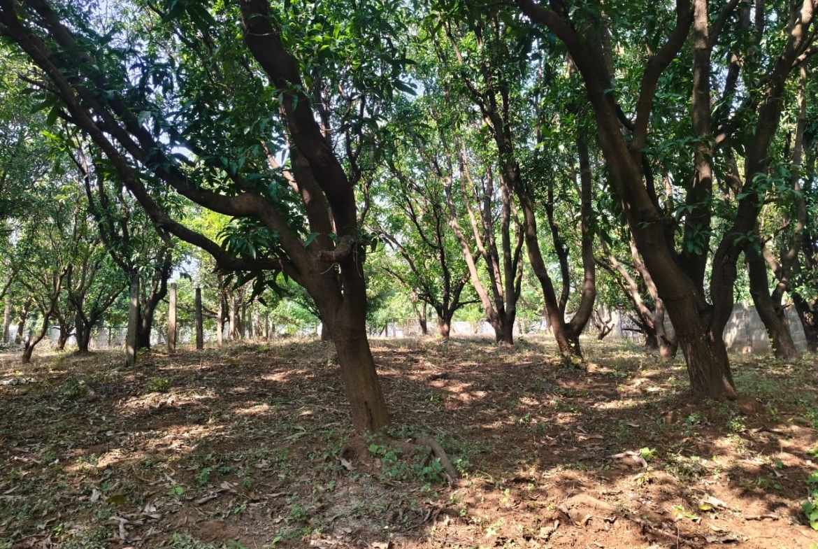 24 Guntha Fruit Plot in Neral | Farmhouse Investment Opportunity
