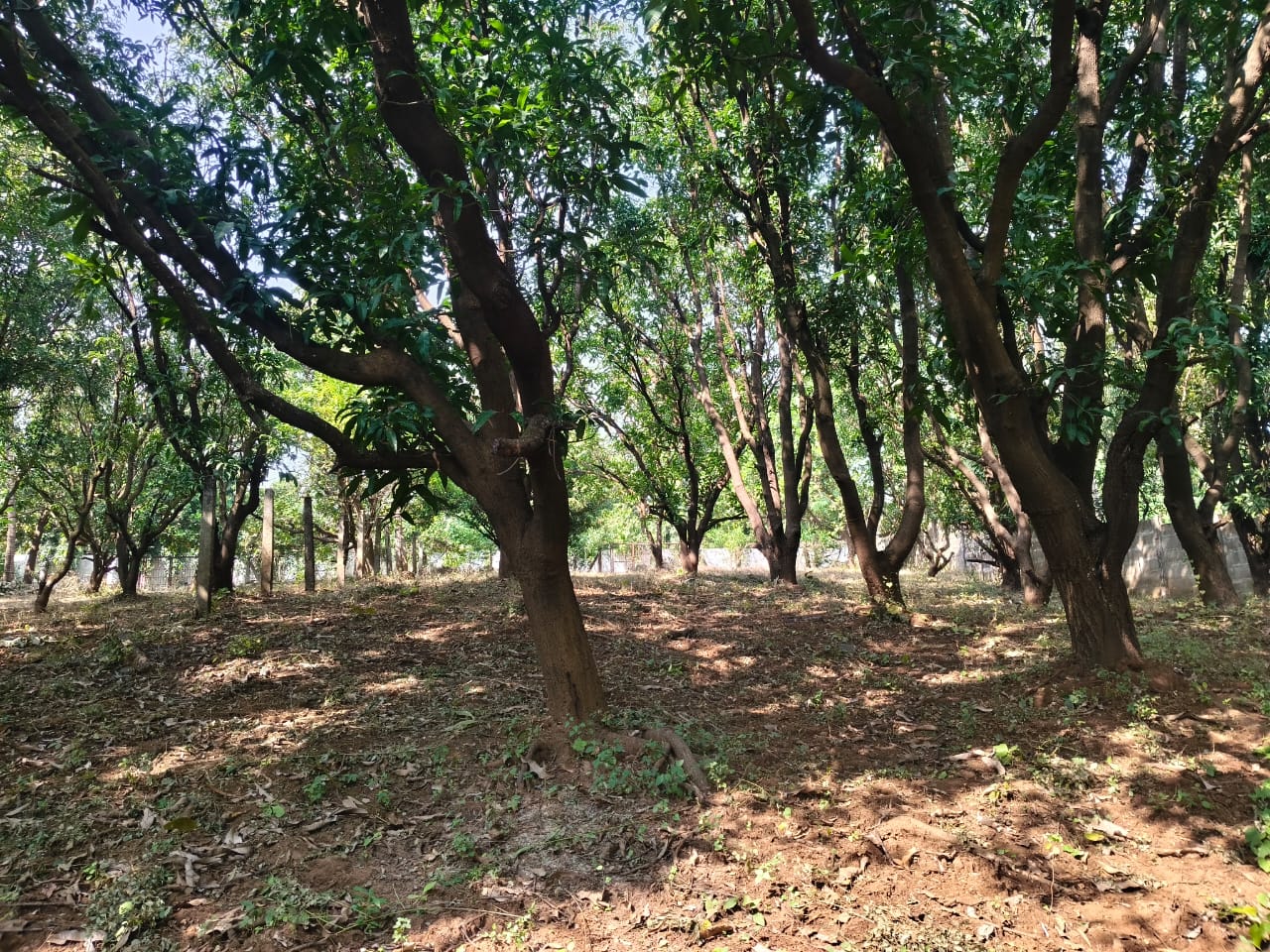 24 Guntha Fruit Plot in Neral | Farmhouse Investment Opportunity
