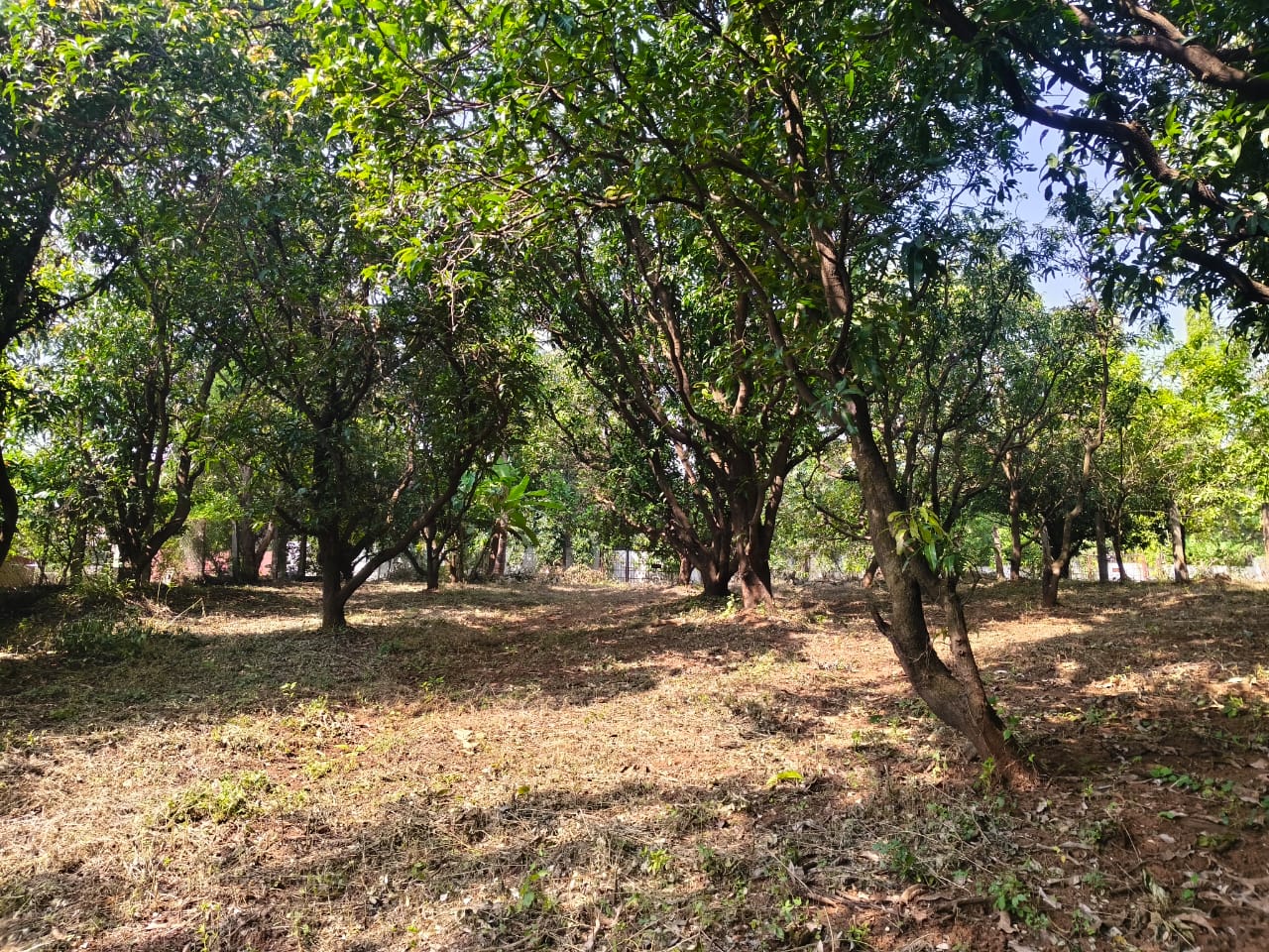 24 Guntha Fruit Plot in Neral | Farmhouse Investment Opportunity