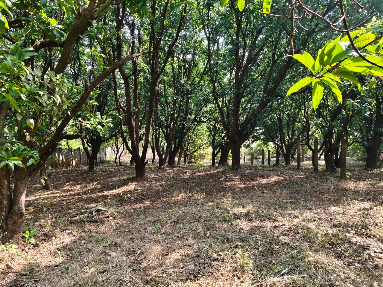 24 Guntha Fruit Plot in Neral | Farmhouse Investment Opportunity