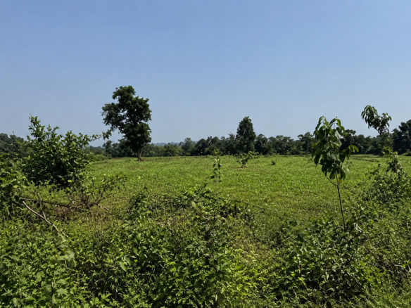 37-Acre Agricultural Plot for Sale in Aatone, Pali