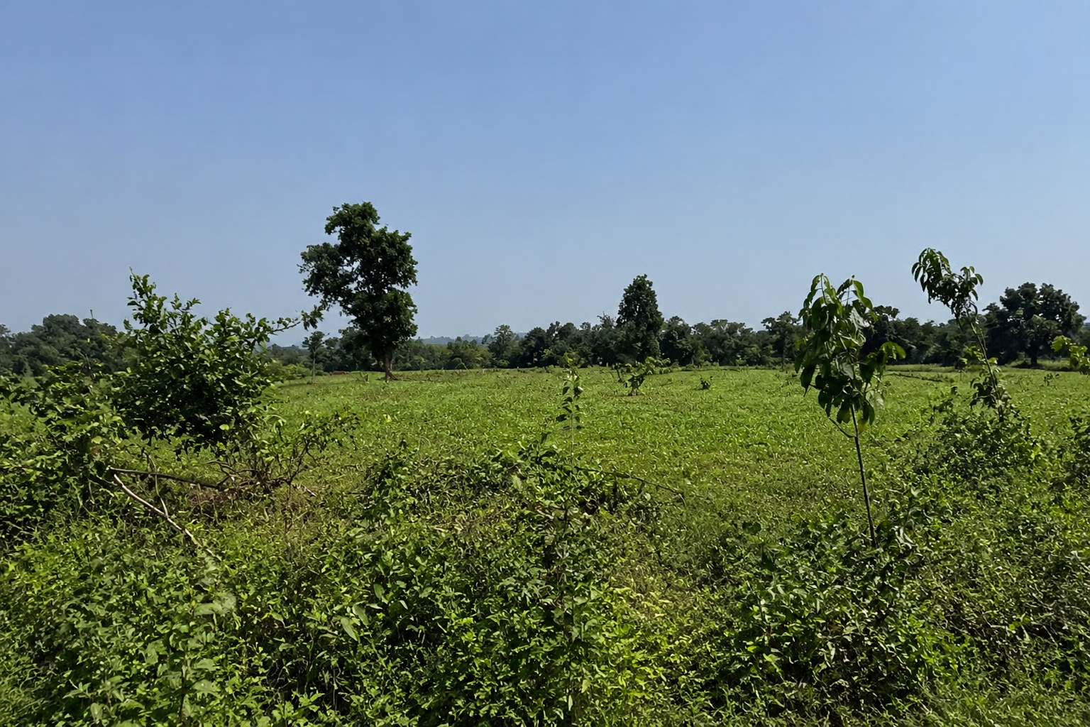 37-Acre Agricultural Plot for Sale in Aatone, Pali 37-Acre Agricultural Plot for Sale in Aatone, Pali